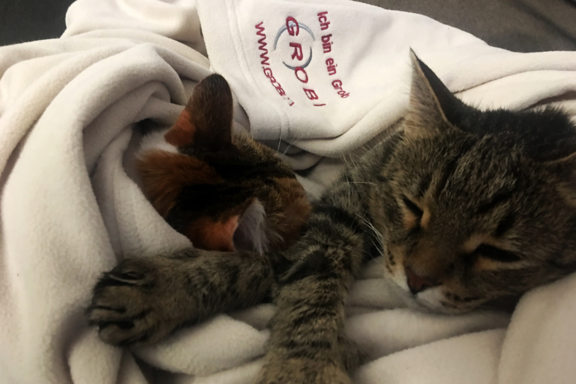 GROBI-DECKE-KATZEN5c07e7c42c2f4